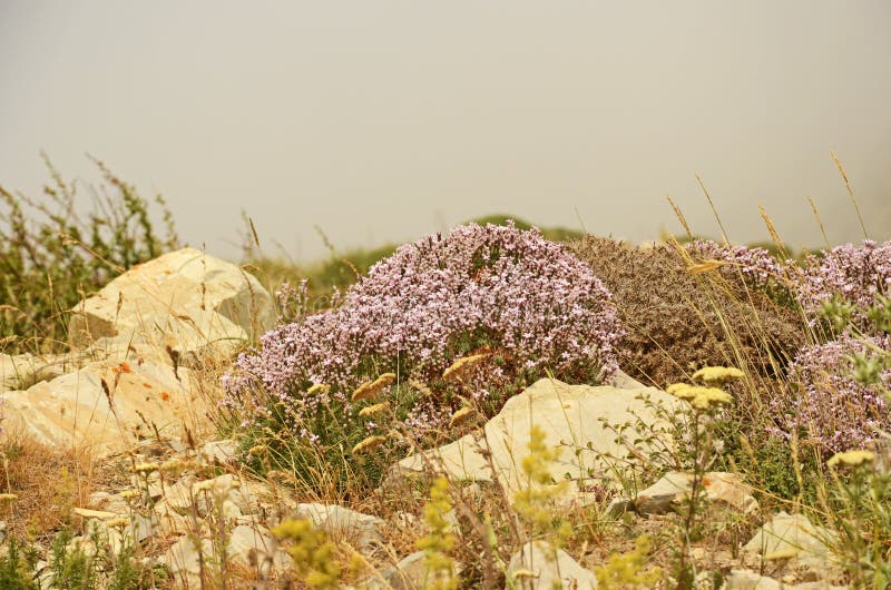 Vegetation in Alborz mountains , Iran