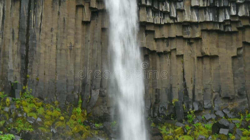 Vegetation and basalt rocks together with falling waters of the Svartifoss, Iceland