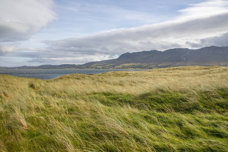Vegetation at Bertra Beach with Croagh Patrick Mountain Stock Image