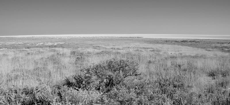 The vegetation at the boarder of the arid and hot Etosha salt pan stock photography