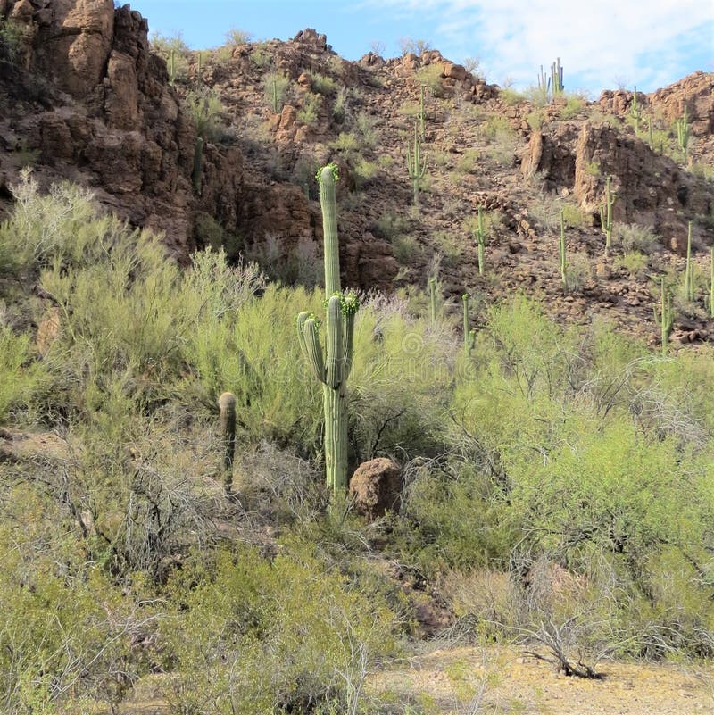 Vegetation, Chaparral, Shrubland, Ecosystem Picture. Image 131164938