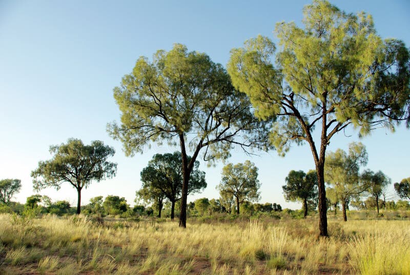 Vegetation in desert - Australia