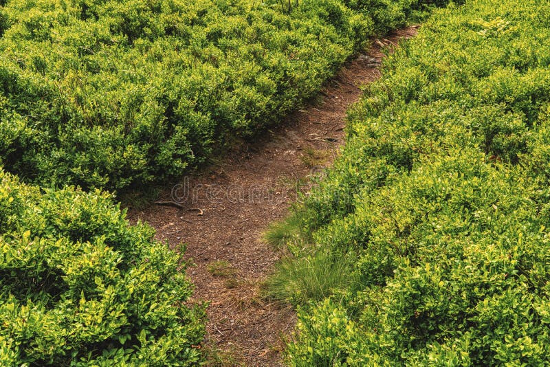 Vegetation, Ecosystem, Agriculture, Shrubland Picture. Image 125595794