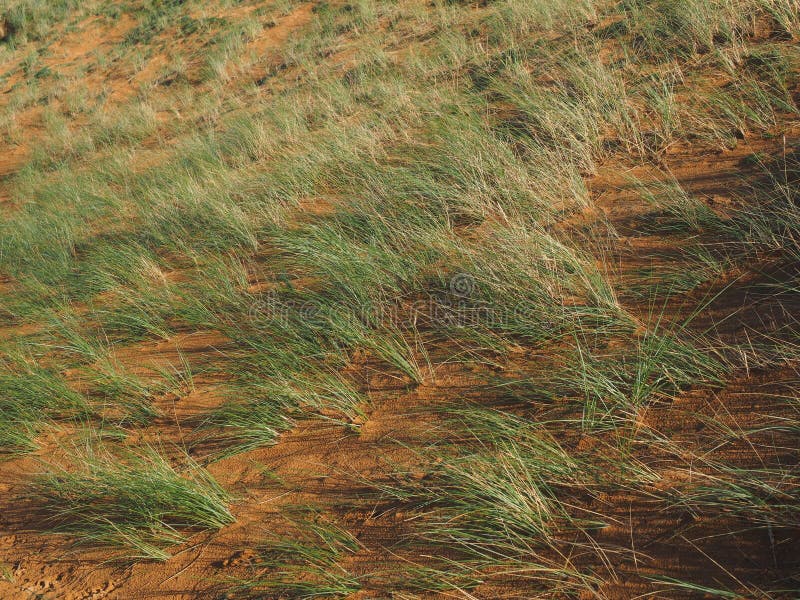Vegetation, Ecosystem, Shrubland, Savanna Picture. Image 131082703