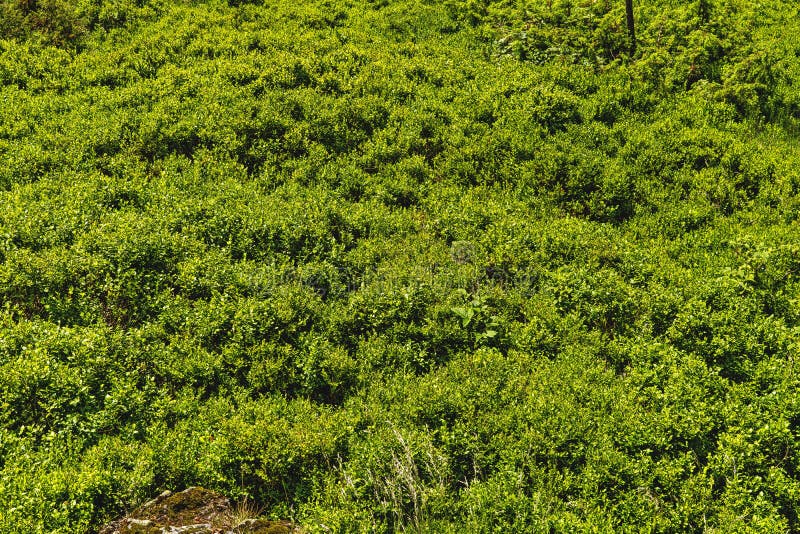 Vegetation, Ecosystem, Green, Shrubland Picture. Image 125595824