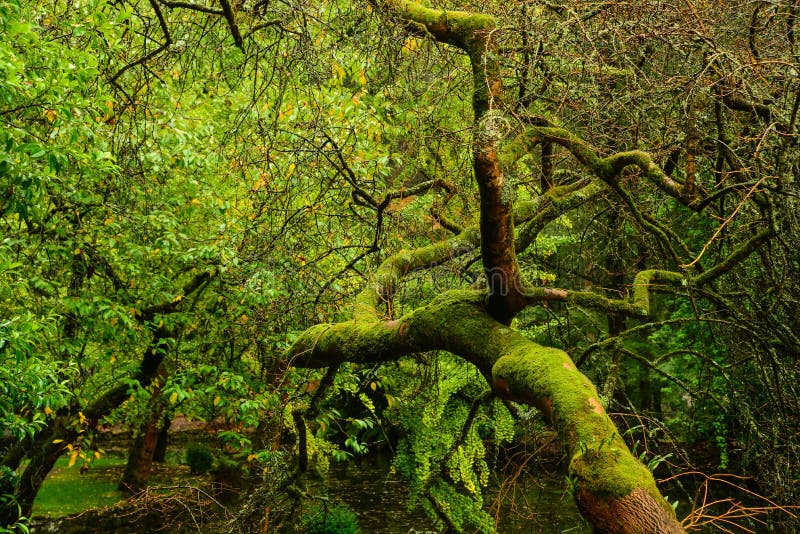 Vegetation in spring