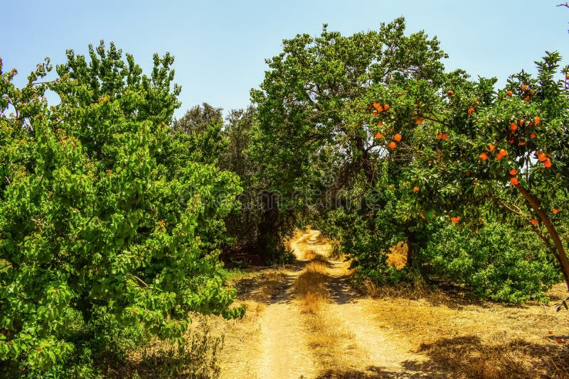 Vegetation, Tree, Ecosystem, Shrubland Picture. Image 123314453