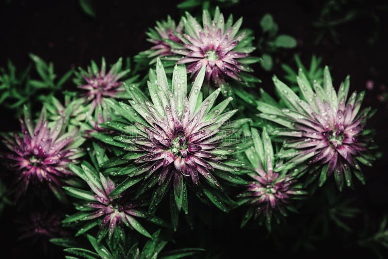 Vegetative Stage of Growth of the Lily, Top View. Stock Photo Image