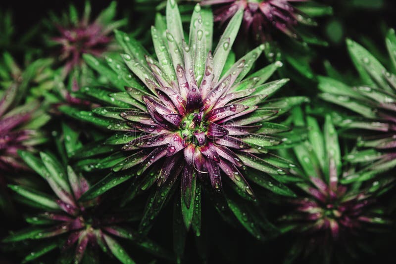 Lily flower Stages stock photo. Image of concept, isolated 43324844