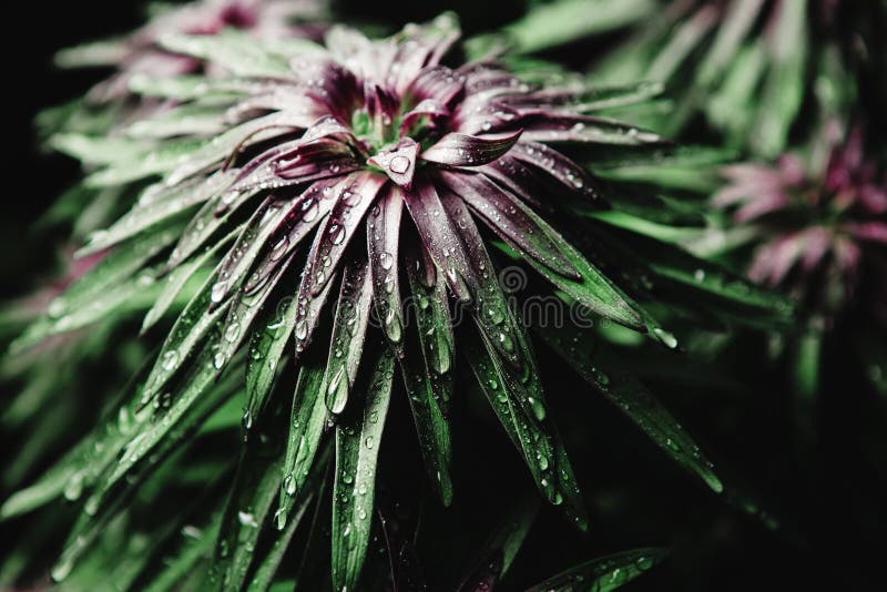 Vegetative Stage of Growth of the Lily, Top View. Stock Photo Image