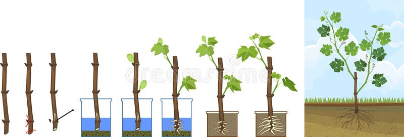 Grapevine vegetative reproduction scheme. Growth stages from propagule stem cutting to young rooted grapevine plant isolated on white background. Grapevine vegetative reproduction scheme. Growth stages from propagule stem cutting to young rooted grapevine plant isolated on white background