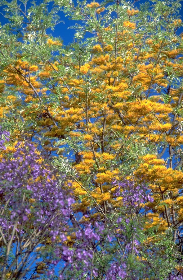 Vegetação de África do Sul com uma árvore do Jacaranda do violett imagem de stock Vegetação de África do Sul com uma árvore do Jacaranda do violett imagem de stock