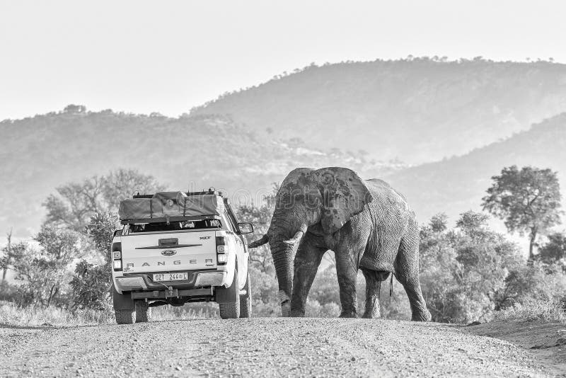 KRUGER NATIONAL PARK, SOUTH AFRICA - MAY 3, 2019: A vehicle reversing to get out of the way of an african elephant walking in a road in the Kruger National Park of South Africa. Monochrome. KRUGER NATIONAL PARK, SOUTH AFRICA - MAY 3, 2019: A vehicle reversing to get out of the way of an african elephant walking in a road in the Kruger National Park of South Africa. Monochrome