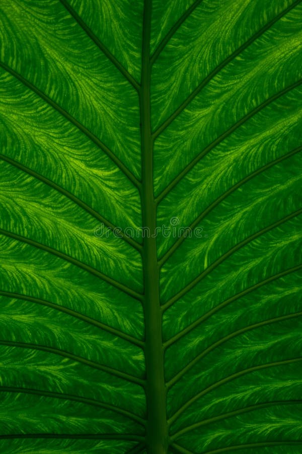 Veias da vida foto de stock Veias da vida foto de stock