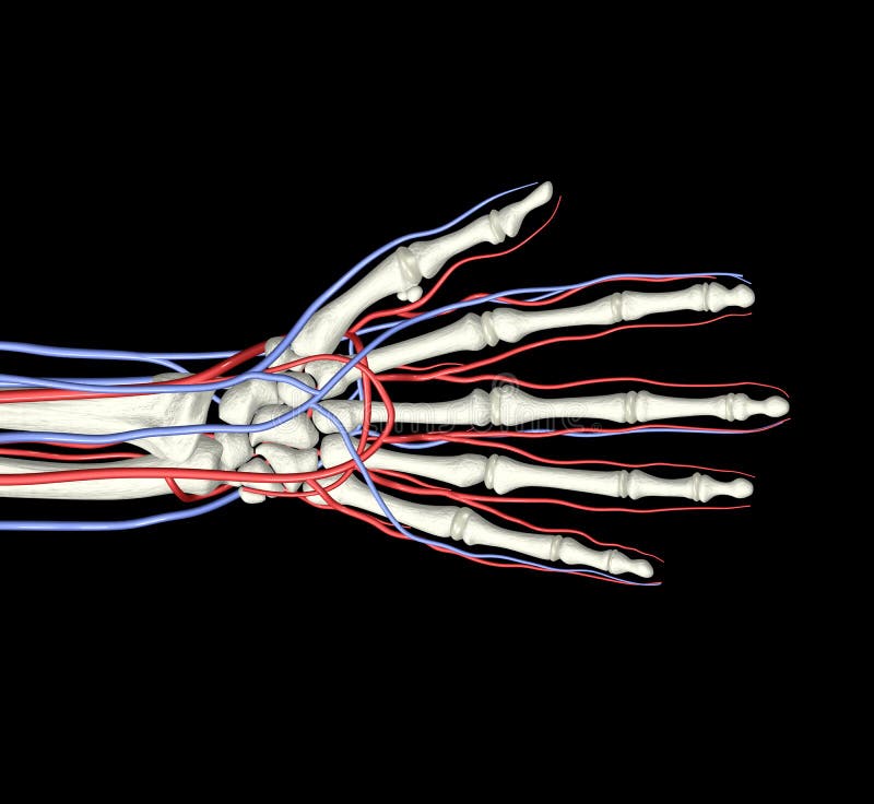 Ossos da mão Artérias Veias ilustração stock