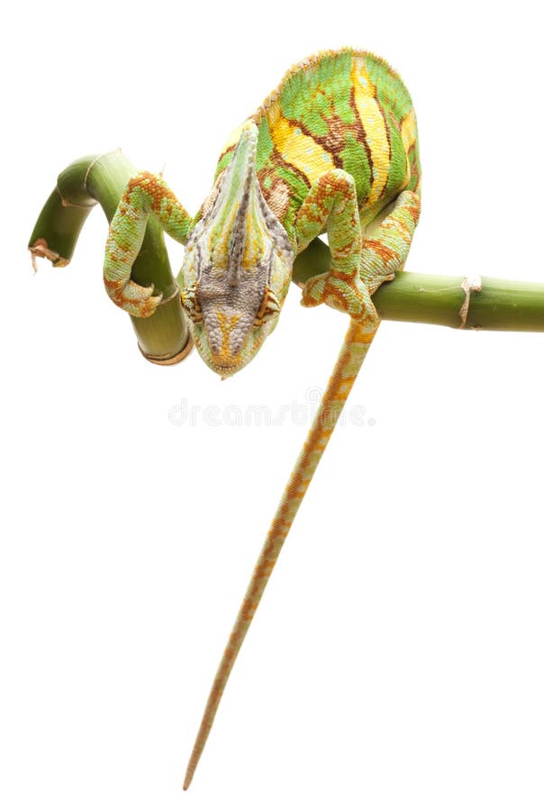 Veiled Chameleon