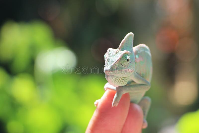 Veiled chameleon Chamaeleo calyptratus resting on a branch in its habitat. Veiled Chameleon on plant against green background, Veiled chameleon Chamaeleo stock photo Veiled chameleon Chamaeleo calyptratus resting on a branch in its habitat. Veiled Chameleon on plant against green background, Veiled chameleon Chamaeleo stock photo