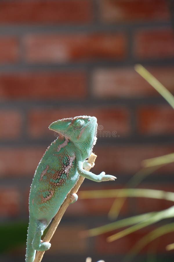 Veiled chameleon Chamaeleo calyptratus resting on a branch in its habitat. Veiled Chameleon on plant against green background, Veiled chameleon Chamaeleo royalty free stock photo Veiled chameleon Chamaeleo calyptratus resting on a branch in its habitat. Veiled Chameleon on plant against green background, Veiled chameleon Chamaeleo royalty free stock photo