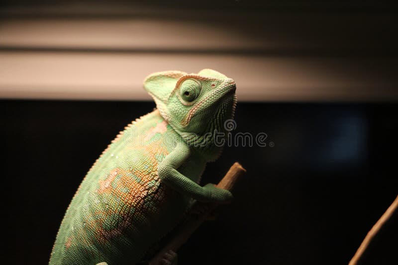 Veiled chameleon Chamaeleo calyptratus resting on a branch in its habitat. Veiled Chameleon on plant against green background, Veiled chameleon Chamaeleo royalty free stock photos Veiled chameleon Chamaeleo calyptratus resting on a branch in its habitat. Veiled Chameleon on plant against green background, Veiled chameleon Chamaeleo royalty free stock photos