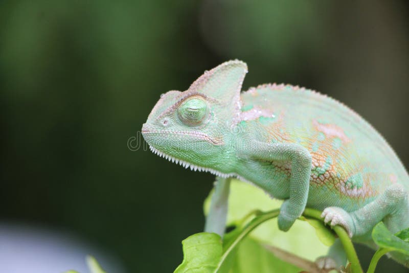 Veiled chameleon Chamaeleo calyptratus resting on a branch in its habitat. Veiled Chameleon on plant against green background, Veiled chameleon Chamaeleo royalty free stock photography Veiled chameleon Chamaeleo calyptratus resting on a branch in its habitat. Veiled Chameleon on plant against green background, Veiled chameleon Chamaeleo royalty free stock photography