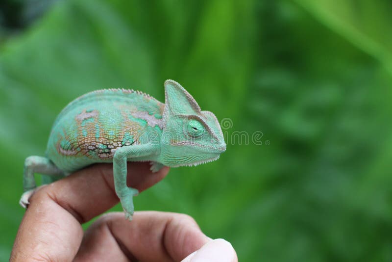Veiled chameleon Chamaeleo calyptratus resting on a branch in its habitat. Veiled Chameleon on plant against green background, Veiled chameleon Chamaeleo stock photo Veiled chameleon Chamaeleo calyptratus resting on a branch in its habitat. Veiled Chameleon on plant against green background, Veiled chameleon Chamaeleo stock photo