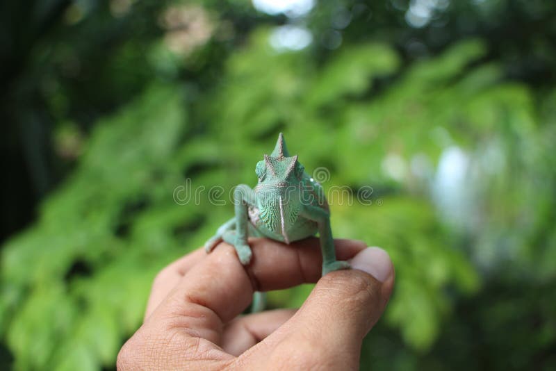 Veiled chameleon Chamaeleo calyptratus resting on a branch in its habitat. Veiled Chameleon on plant against green background, Veiled chameleon Chamaeleo stock image Veiled chameleon Chamaeleo calyptratus resting on a branch in its habitat. Veiled Chameleon on plant against green background, Veiled chameleon Chamaeleo stock image