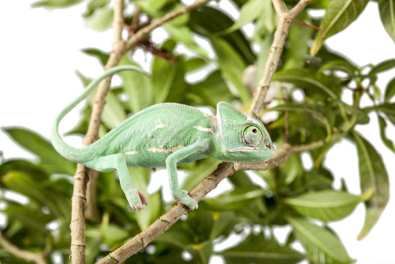 Veiled Chameleon Walking On A Branch Stock Image - Image ...