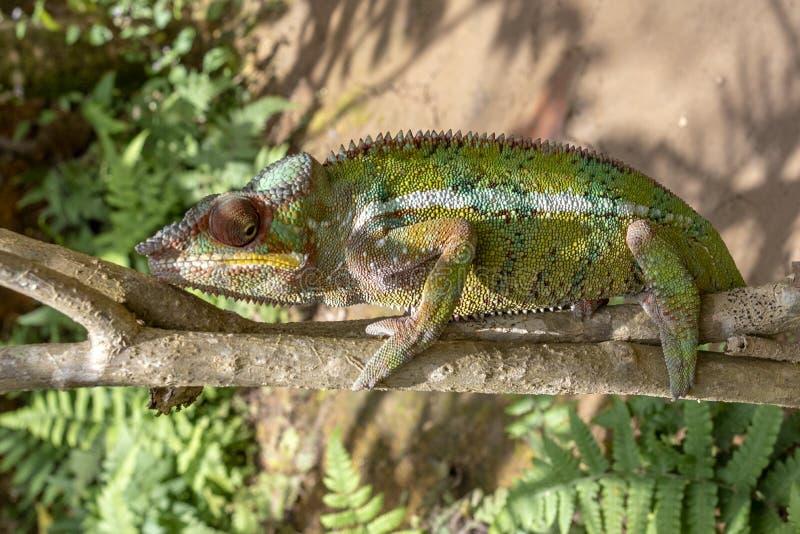 Chameleon walking stock photo. Image of lizard, changing ...