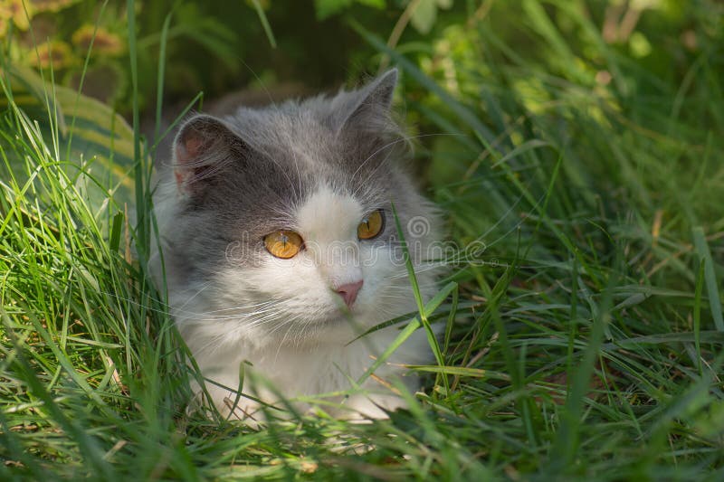 Veilige ruimte voor de huisdieren : eerste wandeling buiten. verraste kat is voor het eerst buiten in de tuin royalty-vrije stock afbeeldingen Veilige ruimte voor de huisdieren : eerste wandeling buiten. verraste kat is voor het eerst buiten in de tuin royalty-vrije stock afbeeldingen
