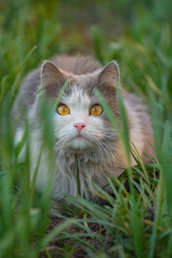 Veilige ruimte voor de huisdieren : eerste wandeling buiten. verraste kat is voor het eerst buiten in de tuin royalty-vrije stock fotografie Veilige ruimte voor de huisdieren : eerste wandeling buiten. verraste kat is voor het eerst buiten in de tuin royalty-vrije stock fotografie