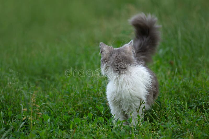 Veilige ruimte voor de huisdieren : eerste wandeling buiten. verraste kat is voor het eerst buiten in de tuin stock afbeelding Veilige ruimte voor de huisdieren : eerste wandeling buiten. verraste kat is voor het eerst buiten in de tuin stock afbeelding