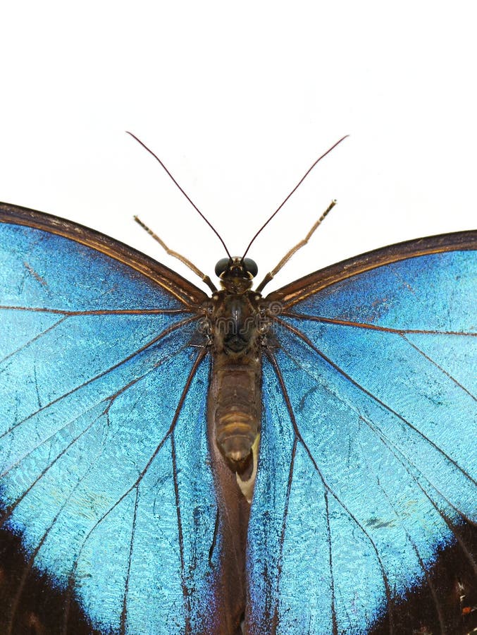 829 Peleides Wings Stock Photos Free & RoyaltyFree Stock Photos from