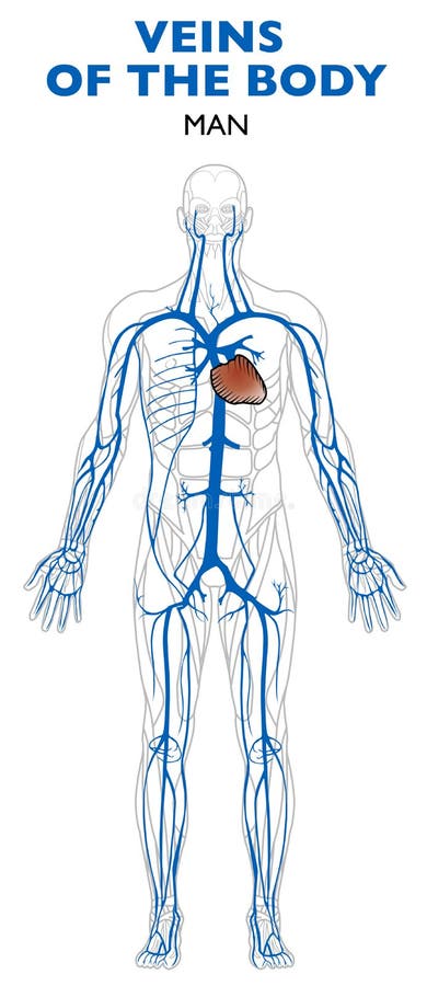 Veins in the Body, Anatomy, Human Body. Stock Vector Biology Diagrams