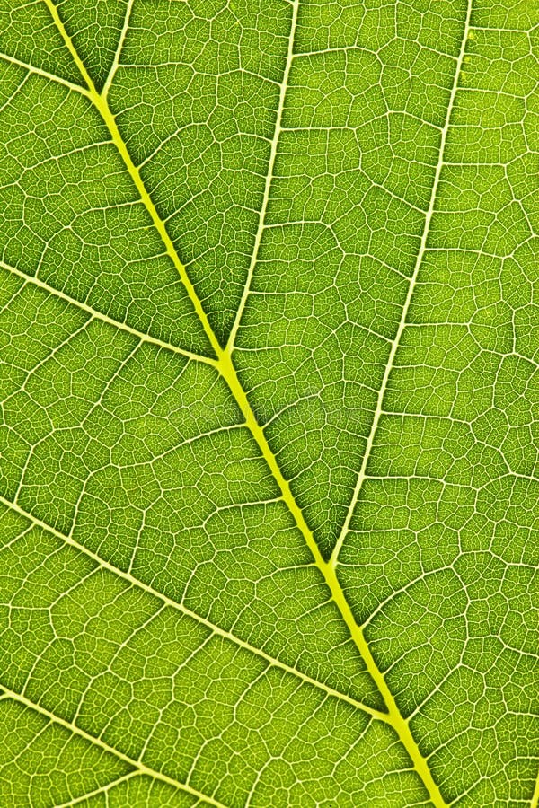 Veins of a leaf