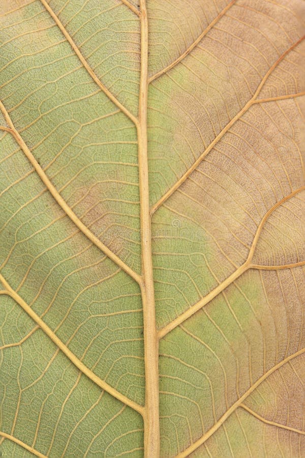 Veins of maple leaf
