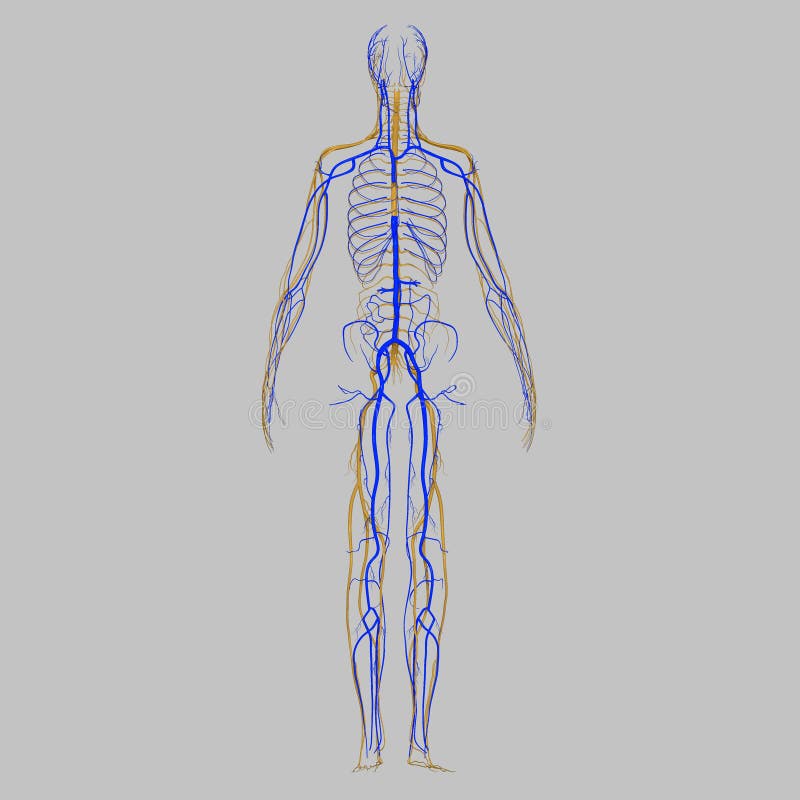 Veins with nerves stock illustration Veins with nerves stock illustration
