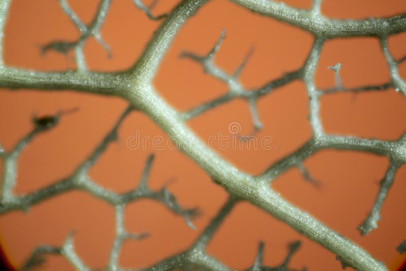 Veins from plant leaf under microscope royalty free stock images