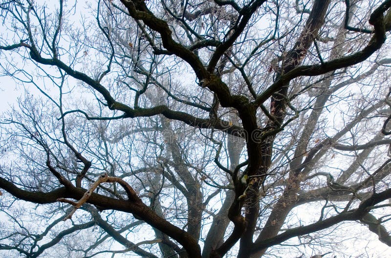 The Veins of Tree Branches stock photos The Veins of Tree Branches stock photos