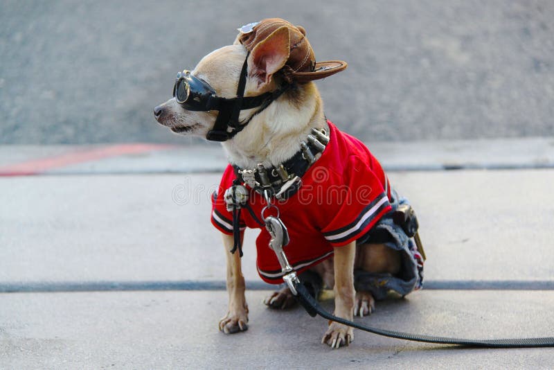 Veja o cão pequeno bonito no traje que senta-se no asfalto Las Vegas