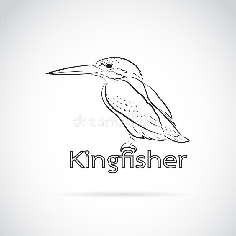 Vektor Von Allgemeinen Eisvogel Alcedo Atthis Vektor