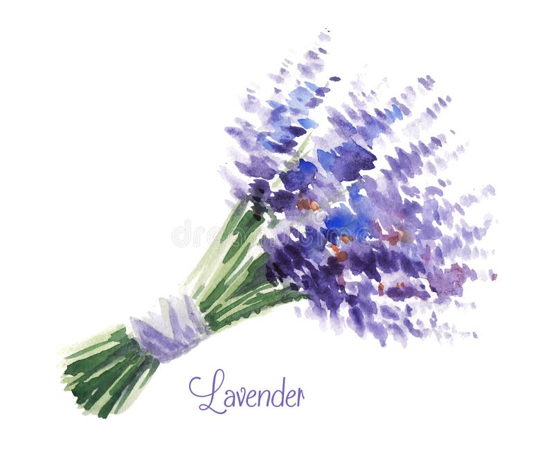 Vektoraquarellblumenstrauß des Lavendels lizenzfreie abbildung Vektoraquarellblumenstrauß des Lavendels lizenzfreie abbildung