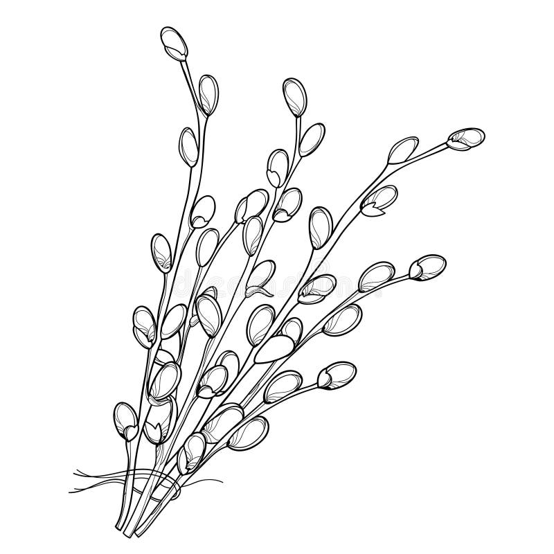 Vektorbukett med översiktspilris i svart som isoleras på vit bakgrund Filial med att blomma pilen i kontur royaltyfri illustrationer Vektorbukett med översiktspilris i svart som isoleras på vit bakgrund Filial med att blomma pilen i kontur royaltyfri illustrationer