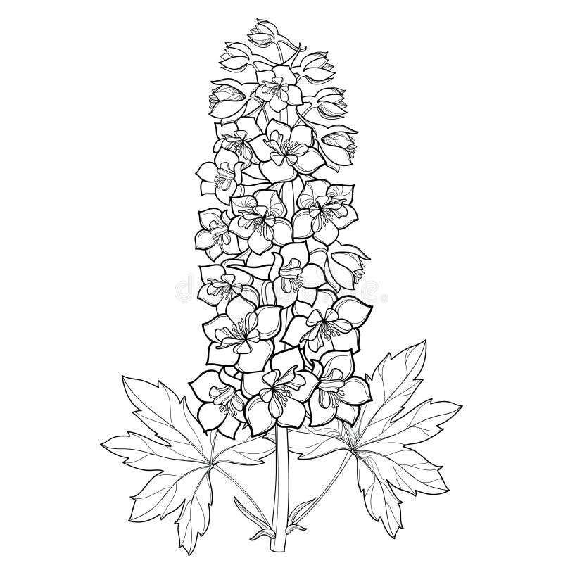 Vektorgrupp med riddarsporre eller riddarsporre Blomma, stam, knopp och blad i svart som isoleras på vit bakgrund Blom- detaljer vektor illustrationer