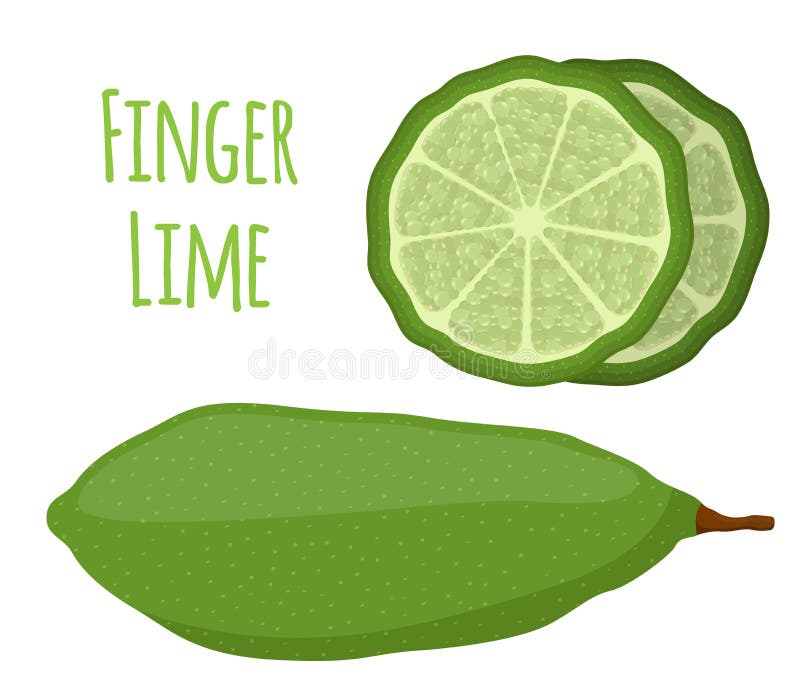 Vektorillustration av australisk fingerlimefrukt, tropiskt som är exotisk vektor illustrationer Vektorillustration av australisk fingerlimefrukt, tropiskt som är exotisk vektor illustrationer