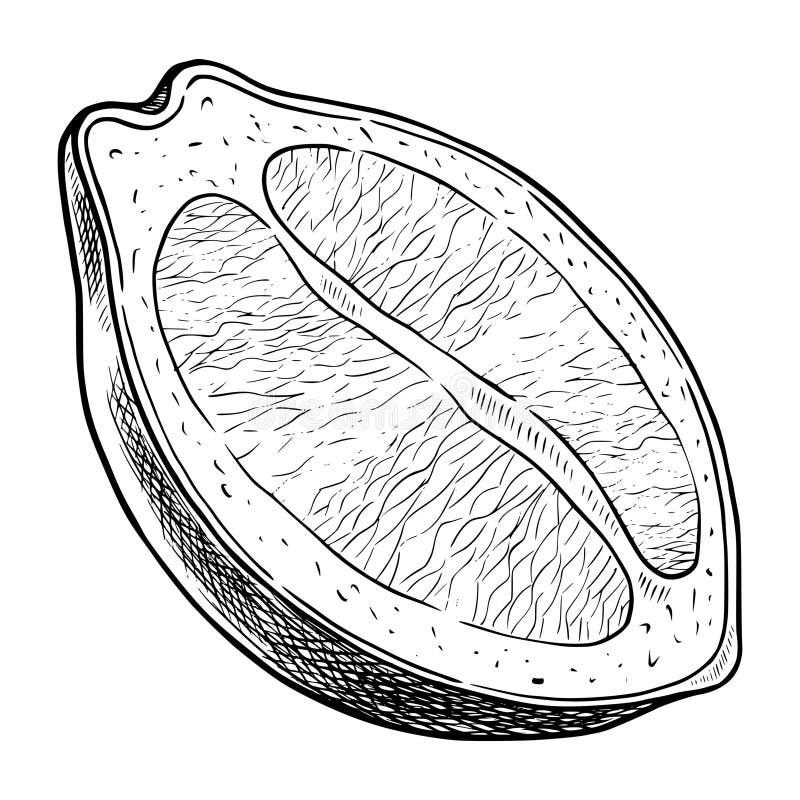 Vektorillustration av en halv citron i handritad gravyrstil. Linjär ritning av en skiva citrusfrukt för recept- eller menydesign vektor illustrationer