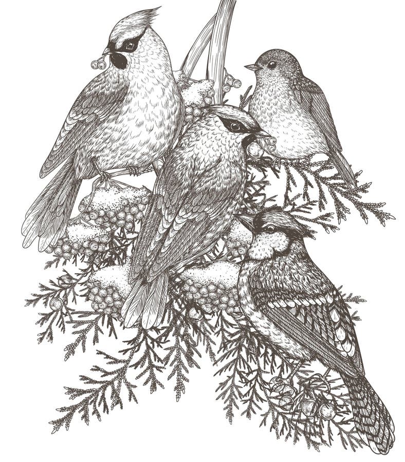 Vektorillustration av vaxstövrån och blått jö på förgreningen av snöväv och enbär stock illustrationer