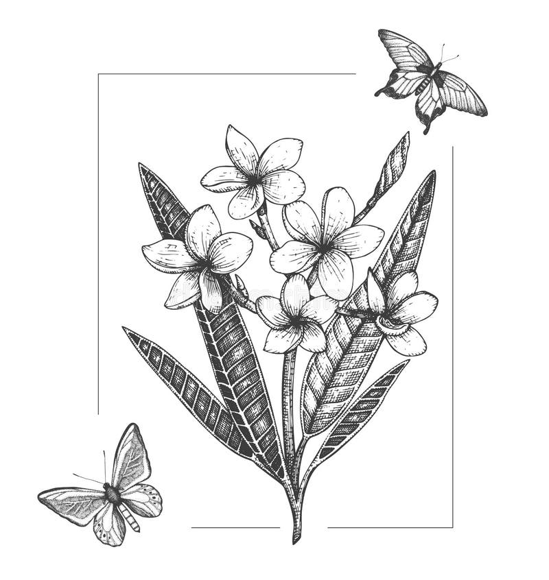 Vektorillustration der tropischen Blume mit den Schmetterlingen lokalisiert auf weißem Hintergrund Handgezogener Plumeria, Insekt vektor abbildung Vektorillustration der tropischen Blume mit den Schmetterlingen lokalisiert auf weißem Hintergrund Handgezogener Plumeria, Insekt vektor abbildung
