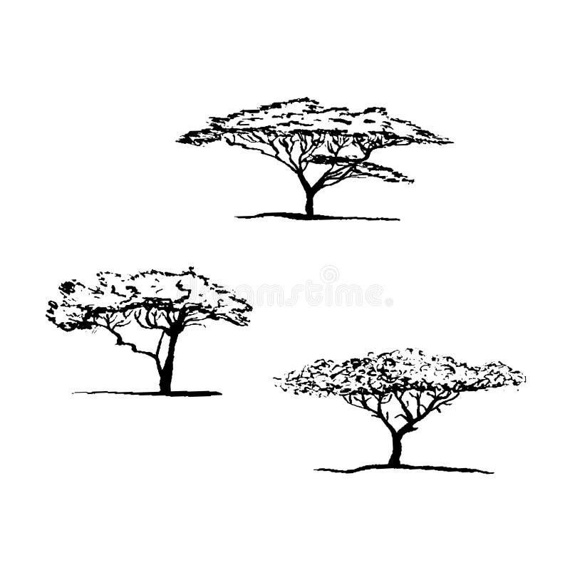 Vektorkontur av akaciaträdet afrikansk tree stock illustrationer Vektorkontur av akaciaträdet afrikansk tree stock illustrationer