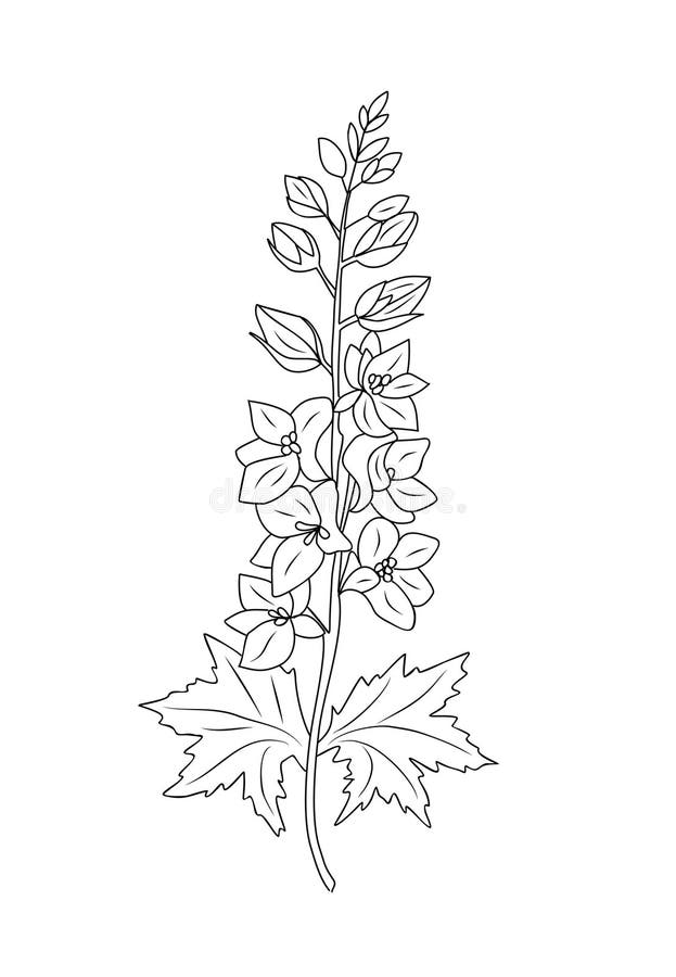 Vektorritning för teckningsvektor för larkspur-blomman isolerad. royaltyfri illustrationer