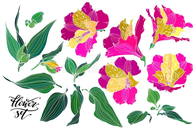 Vektorsamling av hand drog v?xter Botanisk uppsättning av färgrika realistiska blommor, sidor och filialer Alstroemeria stock illustrationer Vektorsamling av hand drog v?xter Botanisk uppsättning av färgrika realistiska blommor, sidor och filialer Alstroemeria stock illustrationer